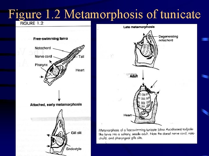 Figure 1. 2 Metamorphosis of tunicate 