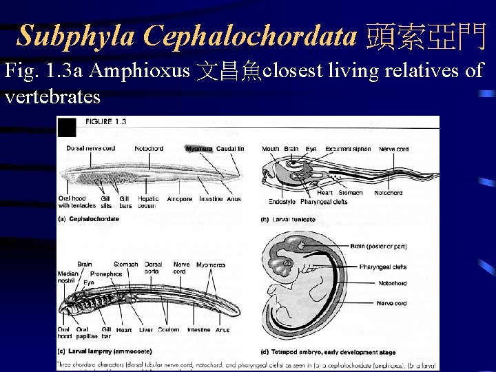  Subphyla Cephalochordata 頭索亞門 Fig. 1. 3 a Amphioxus 文昌魚closest living relatives of vertebrates