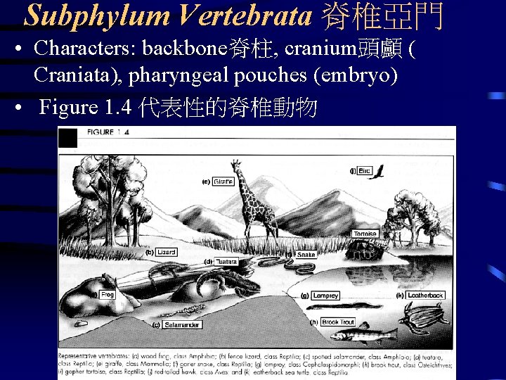 Subphylum Vertebrata 脊椎亞門 • Characters: backbone脊柱, cranium頭顱 ( Craniata), pharyngeal pouches (embryo) • Figure
