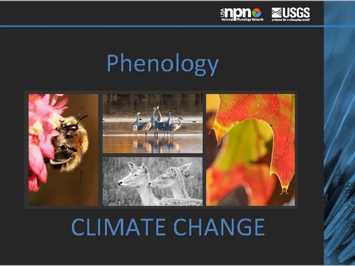 Phenology CLIMATE CHANGE 