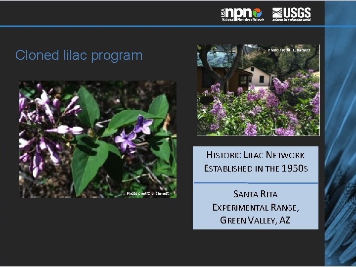 Cloned lilac program Photo credit: L. Barnett HISTORIC LILAC NETWORK ESTABLISHED IN THE 1950