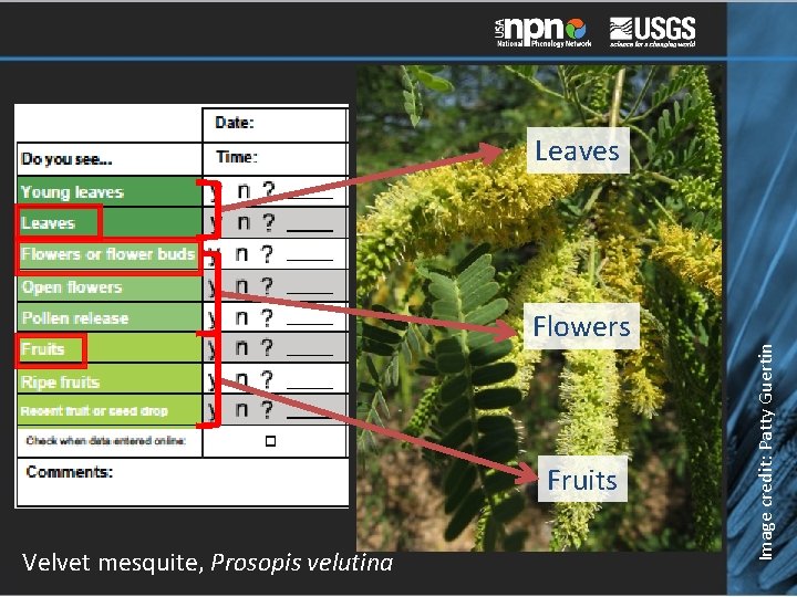 Flowers Fruits Velvet mesquite, Prosopis velutina Image credit: Patty Guertin Leaves 