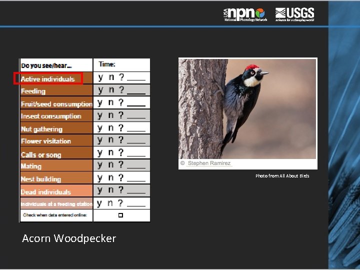 Photo from All About Birds Acorn Woodpecker 