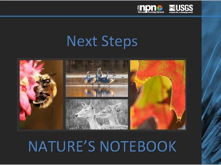Next Steps NATURE’S NOTEBOOK 