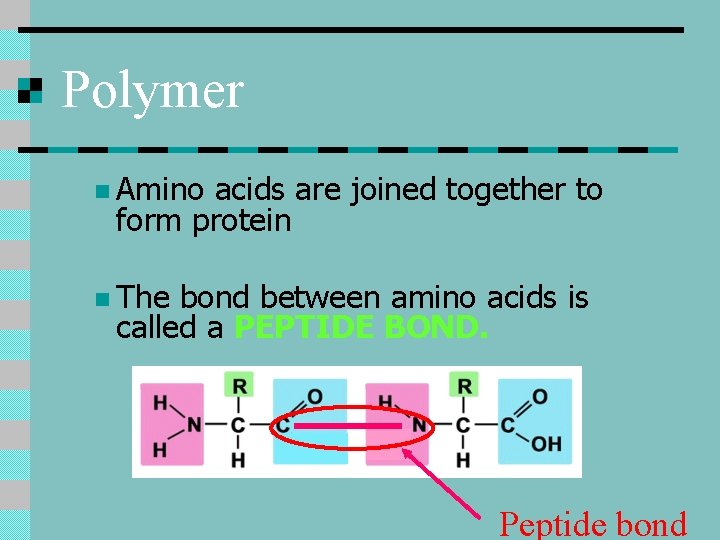 Polymer n Amino acids are joined together to form protein n The bond between