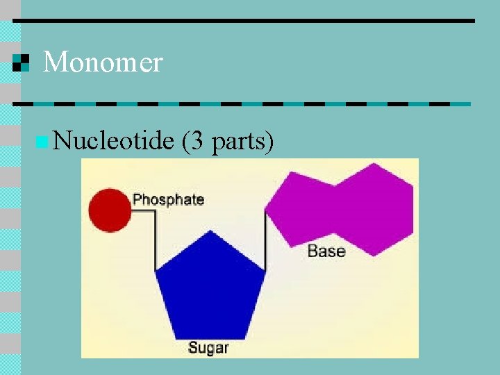 Monomer n Nucleotide (3 parts) 