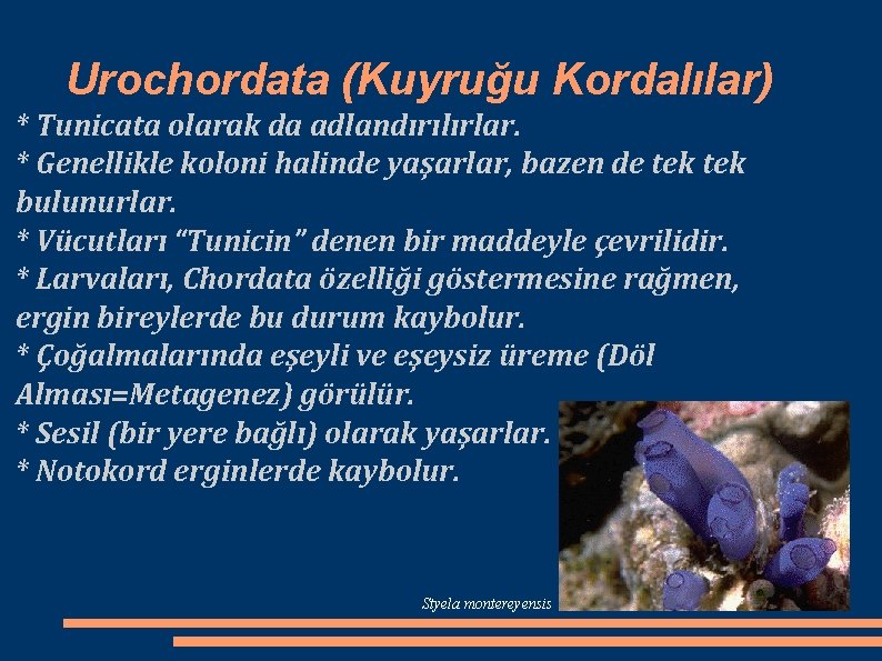 Urochordata (Kuyruğu Kordalılar) * Tunicata olarak da adlandırılırlar. * Genellikle koloni halinde yaşarlar, bazen