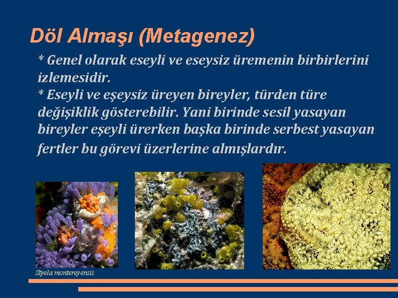 Döl Almaşı (Metagenez) * Genel olarak eseyli ve eseysiz üremenin birbirlerini izlemesidir. * Eseyli