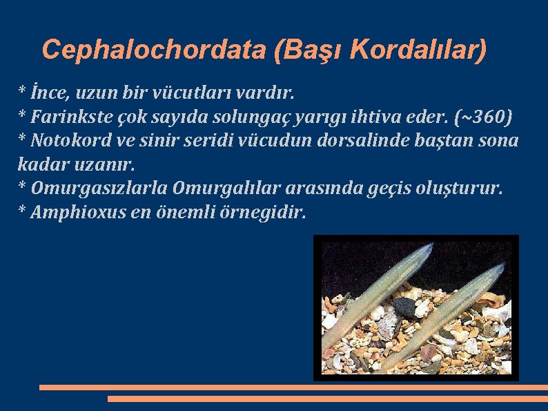 Cephalochordata (Başı Kordalılar) * İnce, uzun bir vücutları vardır. * Farinkste çok sayıda solungaç