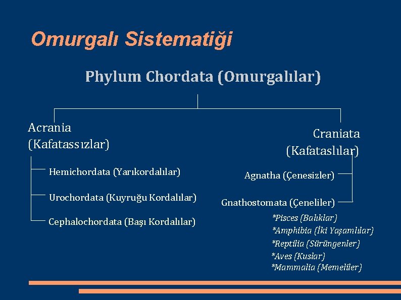 Omurgalı Sistematiği Phylum Chordata (Omurgalılar) Acrania (Kafatassızlar) Hemichordata (Yarıkordalılar) Urochordata (Kuyruğu Kordalılar) Cephalochordata (Başı