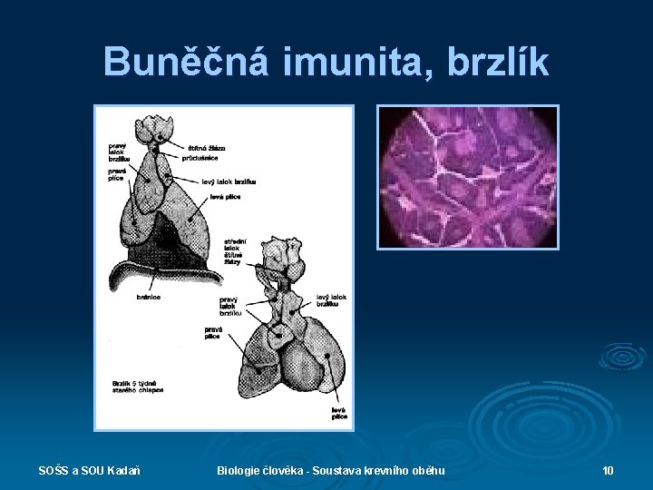 Buněčná imunita, brzlík SOŠS a SOU Kadaň Biologie člověka - Soustava krevního oběhu 10