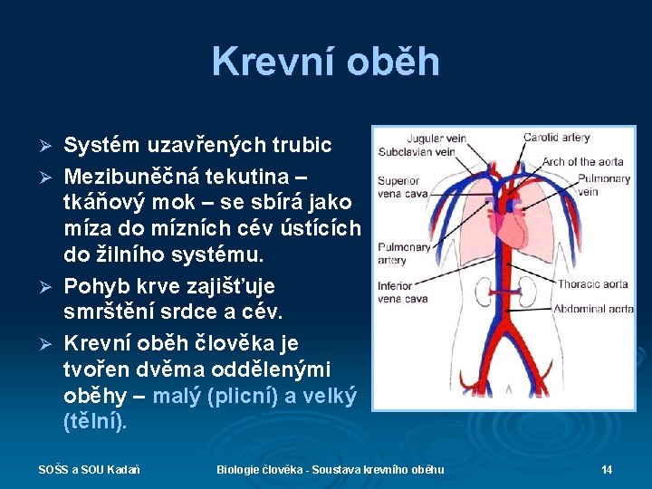 Krevní oběh Ø Ø Systém uzavřených trubic Mezibuněčná tekutina – tkáňový mok – se