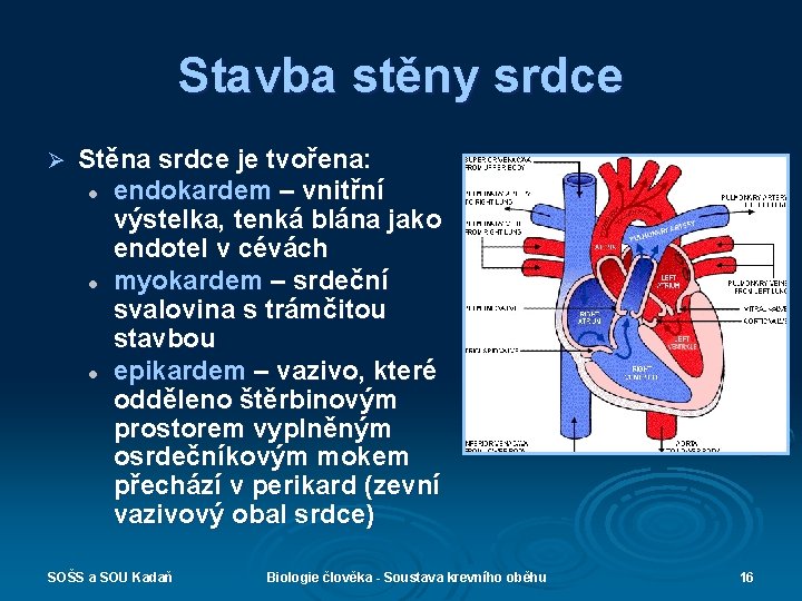 Stavba stěny srdce Ø Stěna srdce je tvořena: l endokardem – vnitřní výstelka, tenká