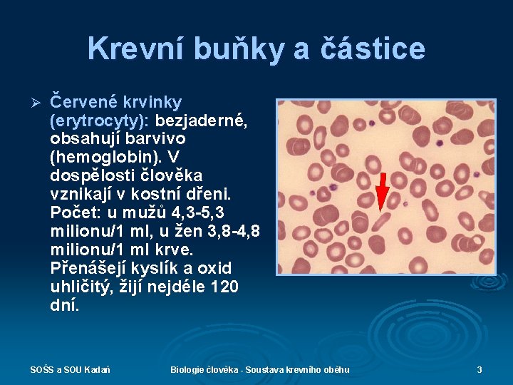Krevní buňky a částice Ø Červené krvinky (erytrocyty): bezjaderné, obsahují barvivo (hemoglobin). V dospělosti