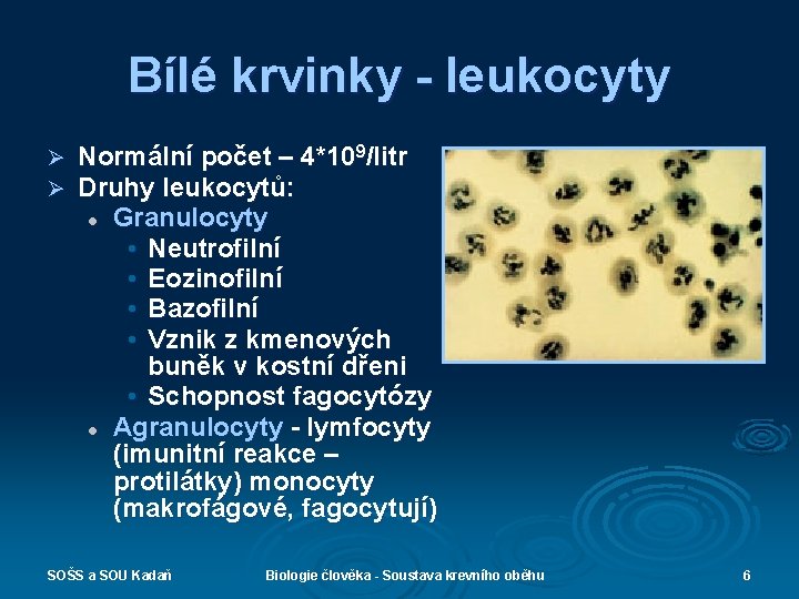 Bílé krvinky - leukocyty Ø Ø Normální počet – 4*109/litr Druhy leukocytů: l Granulocyty
