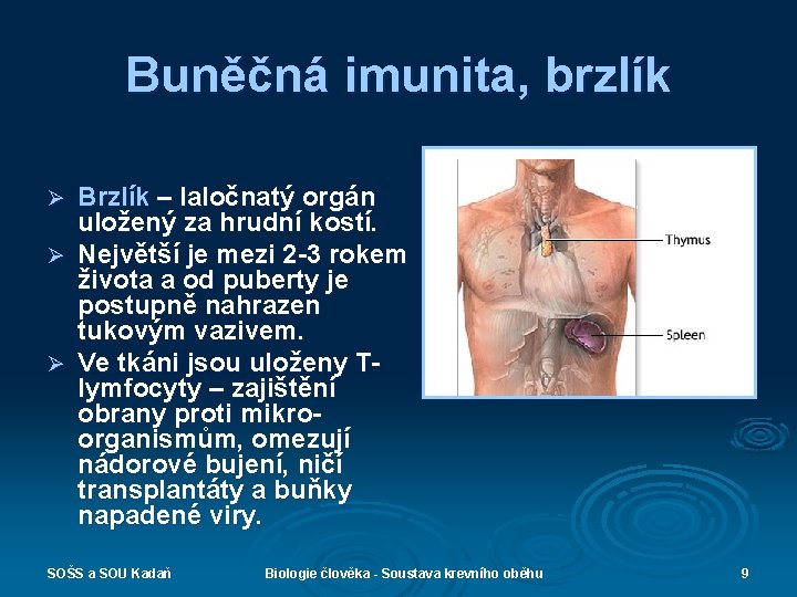 Buněčná imunita, brzlík Brzlík – laločnatý orgán uložený za hrudní kostí. Ø Největší je