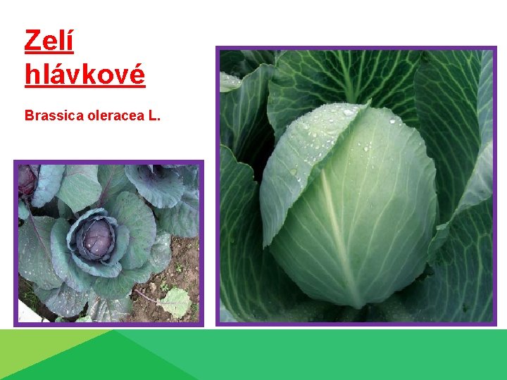 Zelí hlávkové Brassica oleracea L. 
