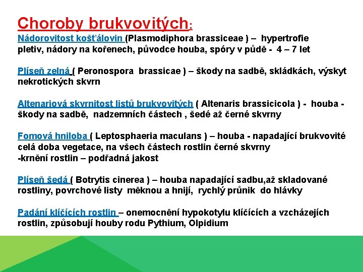 Choroby brukvovitých: Nádorovitost košťálovin (Plasmodiphora brassiceae ) – hypertrofie pletiv, nádory na kořenech, původce