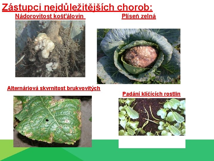 Zástupci nejdůležitějších chorob: Nádorovitost košťálovin Alternáriová skvrnitost brukvovitých Plíseň zelná Padání klíčících rostlin 