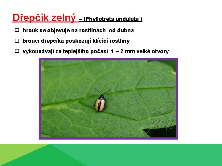 Dřepčík zelný – (Phyllotreta undulata ) q brouk se objevuje na rostlinách od dubna