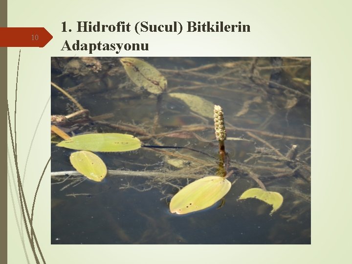 10 1. Hidrofit (Sucul) Bitkilerin Adaptasyonu 