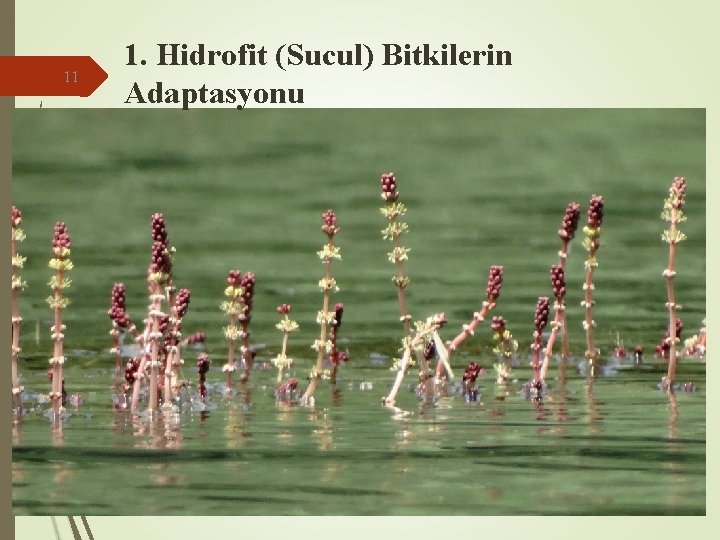 11 1. Hidrofit (Sucul) Bitkilerin Adaptasyonu 