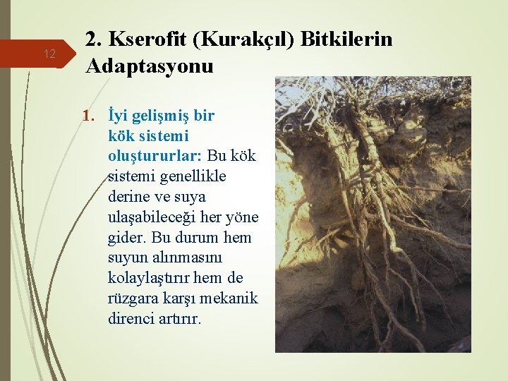 12 2. Kserofit (Kurakçıl) Bitkilerin Adaptasyonu 1. İyi gelişmiş bir kök sistemi oluştururlar: Bu