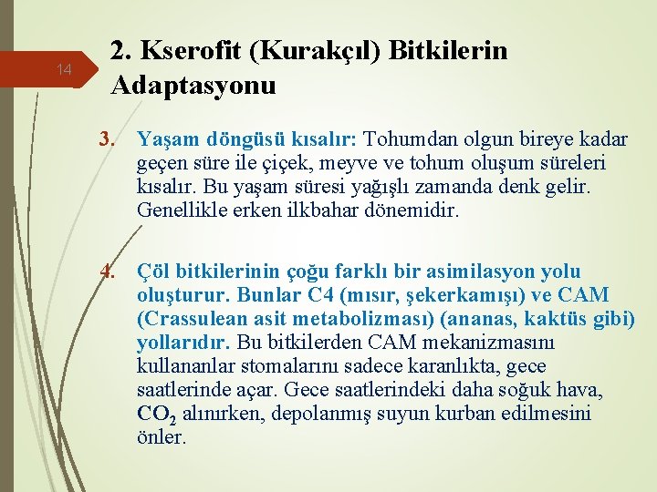 14 2. Kserofit (Kurakçıl) Bitkilerin Adaptasyonu 3. Yaşam döngüsü kısalır: Tohumdan olgun bireye kadar