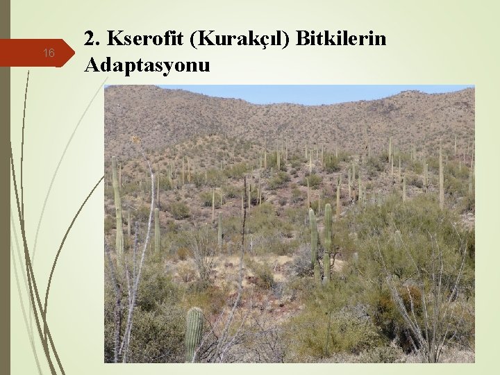 16 2. Kserofit (Kurakçıl) Bitkilerin Adaptasyonu 