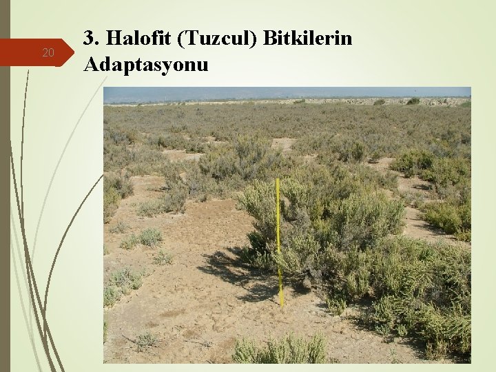 20 3. Halofit (Tuzcul) Bitkilerin Adaptasyonu 