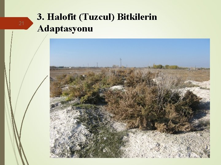 21 3. Halofit (Tuzcul) Bitkilerin Adaptasyonu 