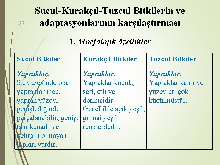 22 Sucul-Kurakçıl-Tuzcul Bitkilerin ve adaptasyonlarının karşılaştırması 1. Morfolojik özellikler Sucul Bitkiler Kurakçıl Bitkiler Tuzcul