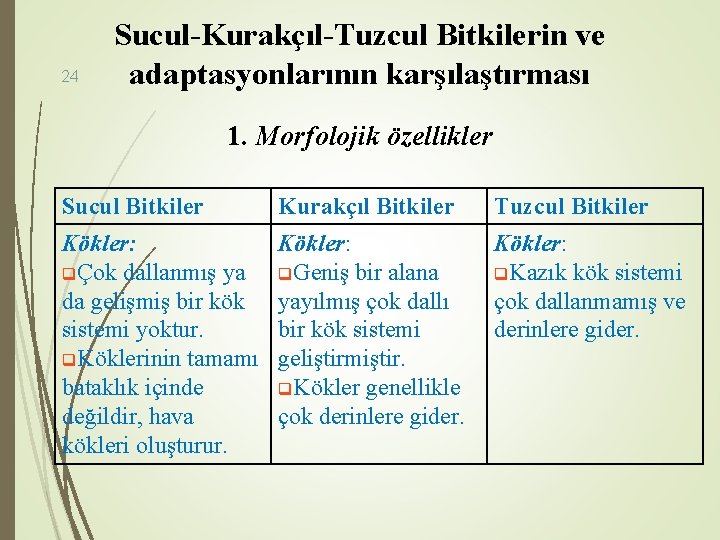 24 Sucul-Kurakçıl-Tuzcul Bitkilerin ve adaptasyonlarının karşılaştırması 1. Morfolojik özellikler Sucul Bitkiler Kurakçıl Bitkiler Tuzcul