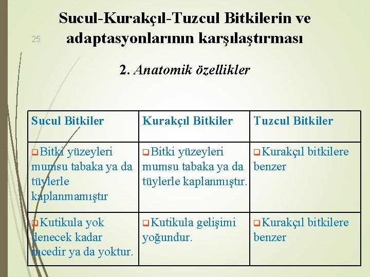 25 Sucul-Kurakçıl-Tuzcul Bitkilerin ve adaptasyonlarının karşılaştırması 2. Anatomik özellikler Sucul Bitkiler Kurakçıl Bitkiler Tuzcul