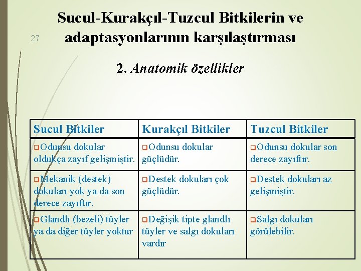 27 Sucul-Kurakçıl-Tuzcul Bitkilerin ve adaptasyonlarının karşılaştırması 2. Anatomik özellikler Sucul Bitkiler Kurakçıl Bitkiler q.