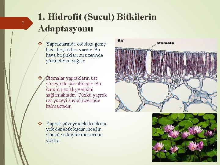 7 1. Hidrofit (Sucul) Bitkilerin Adaptasyonu Yapraklarında oldukça geniş hava boşlukları vardır. Bu hava