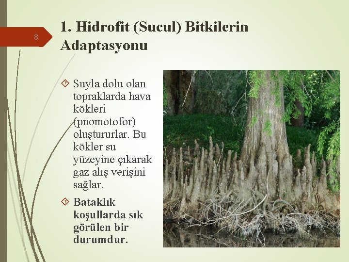 8 1. Hidrofit (Sucul) Bitkilerin Adaptasyonu Suyla dolu olan topraklarda hava kökleri (pnomotofor) oluştururlar.
