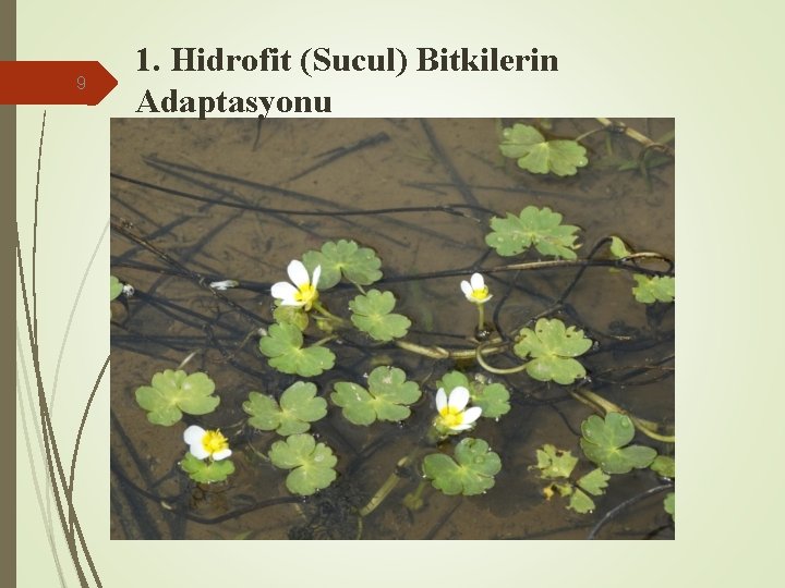 9 1. Hidrofit (Sucul) Bitkilerin Adaptasyonu 