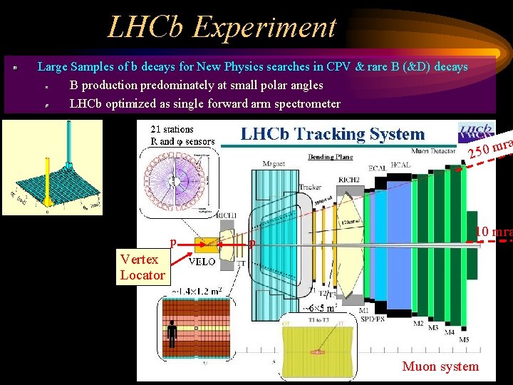 LHCb Experiment Large Samples of b decays for New Physics searches in CPV &
