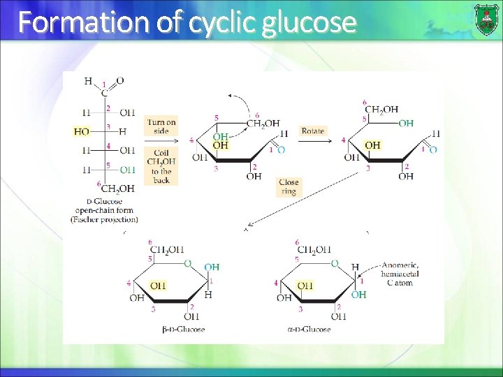 Formation of cyclic glucose 