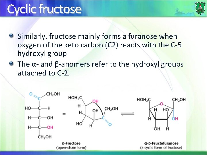 Cyclic fructose Similarly, fructose mainly forms a furanose when oxygen of the keto carbon