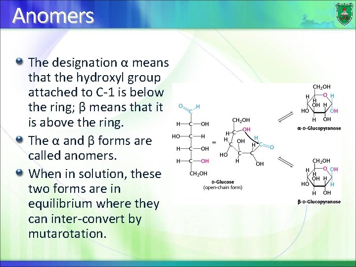 Anomers The designation α means that the hydroxyl group attached to C-1 is below