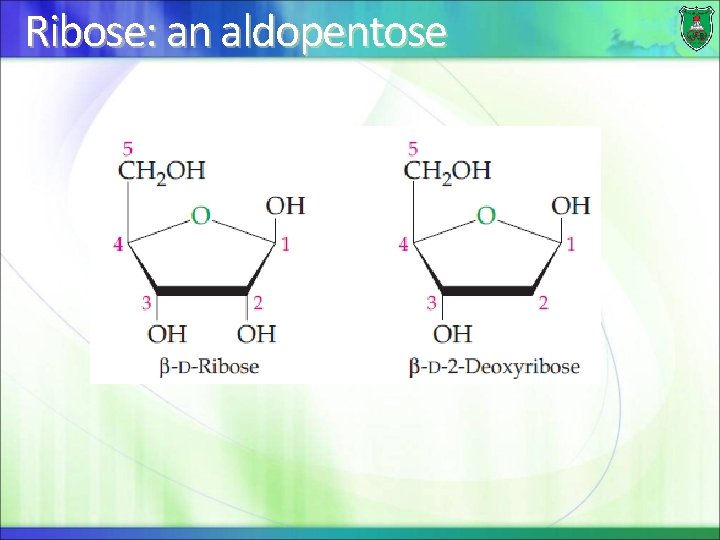 Ribose: an aldopentose 