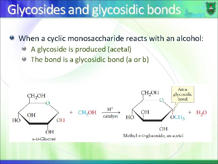 Glycosides and glycosidic bonds When a cyclic monosaccharide reacts with an alcohol: A glycoside