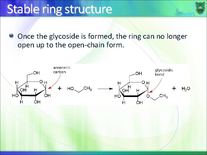 Stable ring structure Once the glycoside is formed, the ring can no longer open