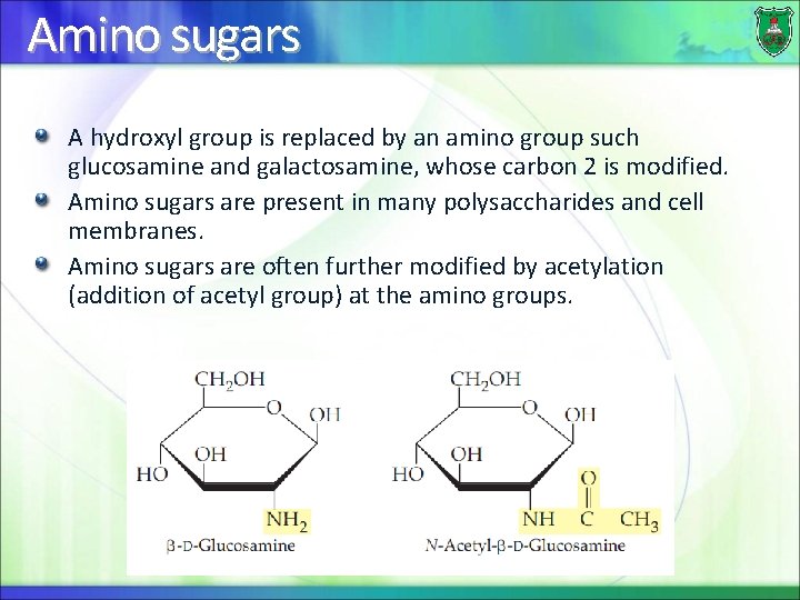 Amino sugars A hydroxyl group is replaced by an amino group such glucosamine and