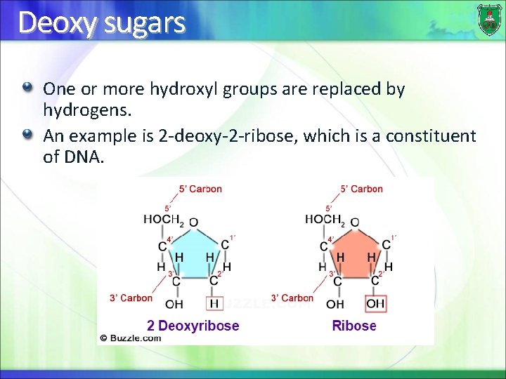 Deoxy sugars One or more hydroxyl groups are replaced by hydrogens. An example is