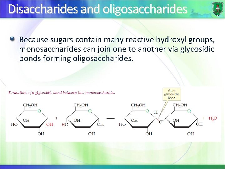 Disaccharides and oligosaccharides Because sugars contain many reactive hydroxyl groups, monosaccharides can join one