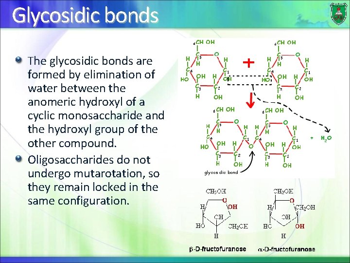 Glycosidic bonds The glycosidic bonds are formed by elimination of water between the anomeric