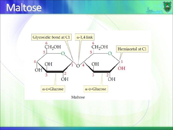 Maltose 